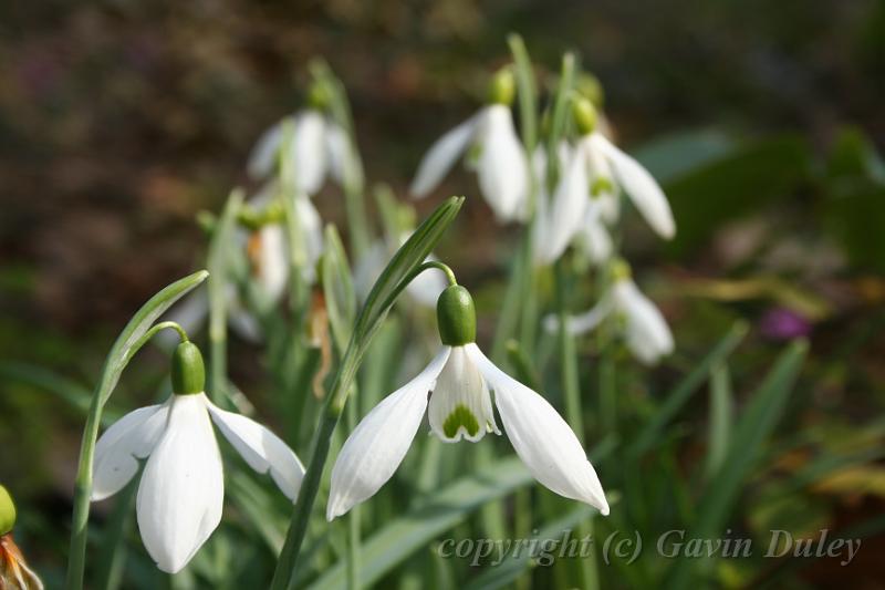 Snowdrops, Tindale Gardens IMG_6816.JPG